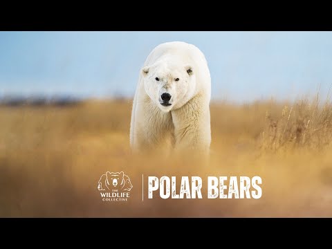 Polar Bears 2022