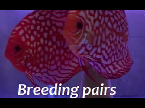 HOW TO FIND BREEDING PAIRS OF DISCUS with DISCUS HANS!!