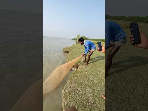 Catch a big fish #fishing #bigcatfeverrods #bigfish #fish #hugefish #funny #largefish