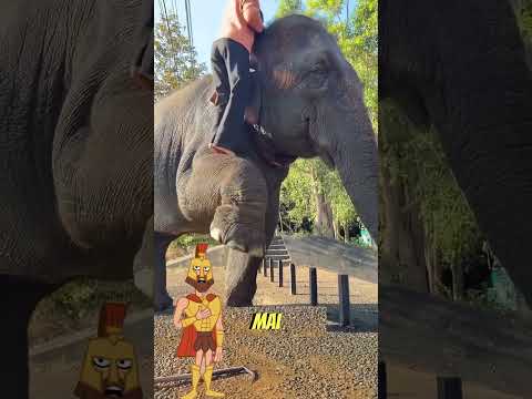 Animalele sunt foarte deștepte