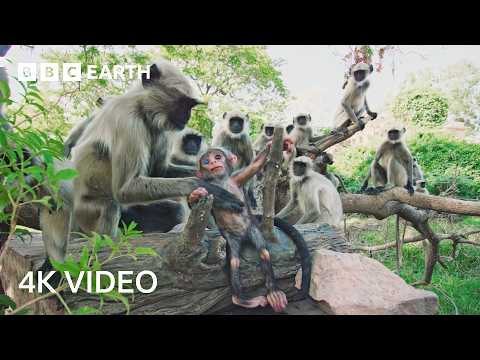 Spying on Nature's Greatest Families | 4K UHD | Spy in the Wild | BBC Earth