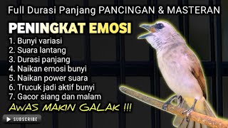 Download lagu TRUCUKAN GACOR EMOSI BUNYI PANCINGAN MASTERAN TERBAIK TRUCUK CEPAT EMOSI RAJIN BUNYI mp3
