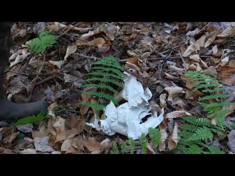 Surviving   50   Hours   Under   a   Rock   with No Food