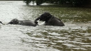 Bathing time for Elephants 
