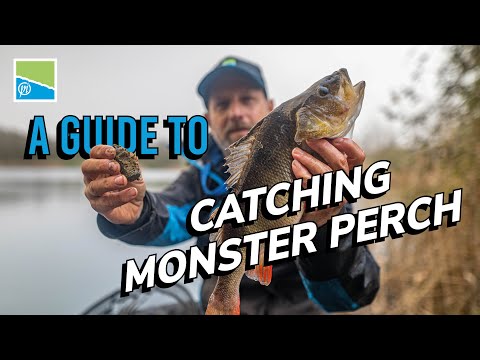 How To Catch SPECIMEN Perch With Will Freeman