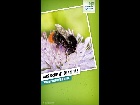 Welche Hummel ist das?  Frag die Hummel-Hotline! | BUND Naturschutz