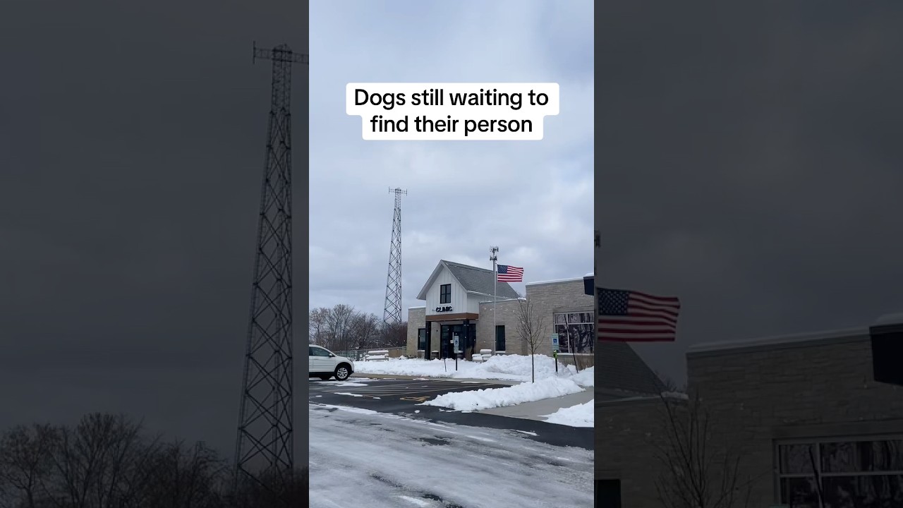 Enlarge Bowie, an adopted mixed breed in Huntley, IL video 5/5