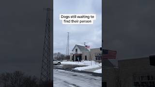 Video preview image #1 Boxer-Plott Hound Mix Puppy For Sale in Huntley, IL, USA