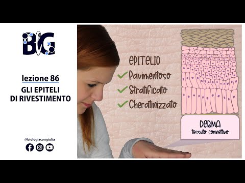 Gli EPITELI di RIVESTIMENTO - pavimentoso, cubico, cilindrico