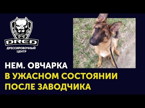 Как выбрать хорошую собаку | Пример плохого обращения заводчиков с собакой | Выбор / покупка собаки