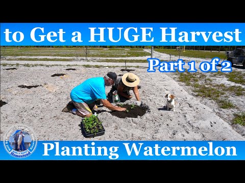 How to Grow Watermelon - HUGE Harvest l Part 1 of 2