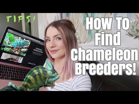 How to Find Local Chameleon Breeders!