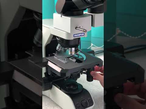 Bx43 olympus microscope, for laboratory