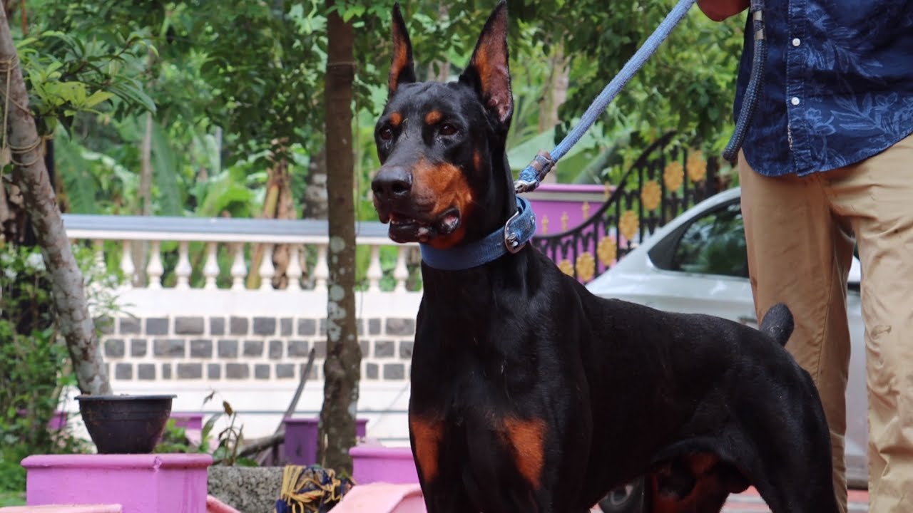 Watch video Doberman Dog Breed From Kerala India 😳 Now Doberman Dog Breed From Kerala India 😳