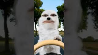 Download lagu Foto Koala lucu bicara cabe cabean mp3