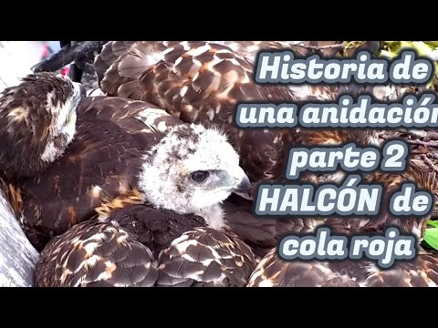 Halcón de cola roja. La historia de una anidación, parte II ♥