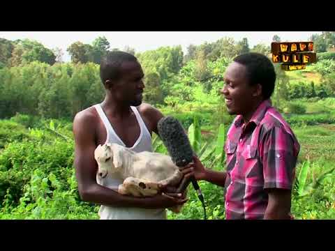 Hapa Kule News Episode 6, Animal Husbandry