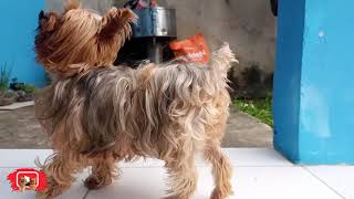 TODAY WEREGOING TO HUNT PASSAROS - HOJE VAMOS CAAR PSSAROS