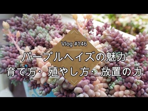 背の高い紫色の鐘 植物