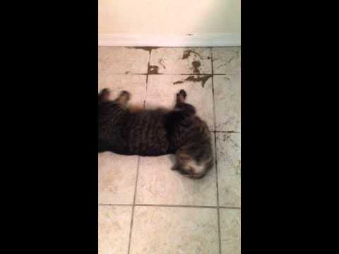 Celery Seeds And The Cat 0 Celery Seeds And The Cat