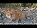 Orange Tabby Cat Meowing Non Stop For The Food
