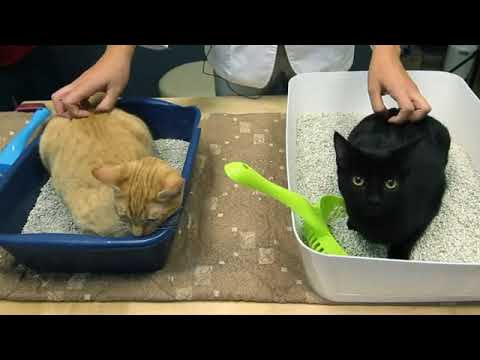 Do You Use One Litter Box or Two With More Than One Cat?