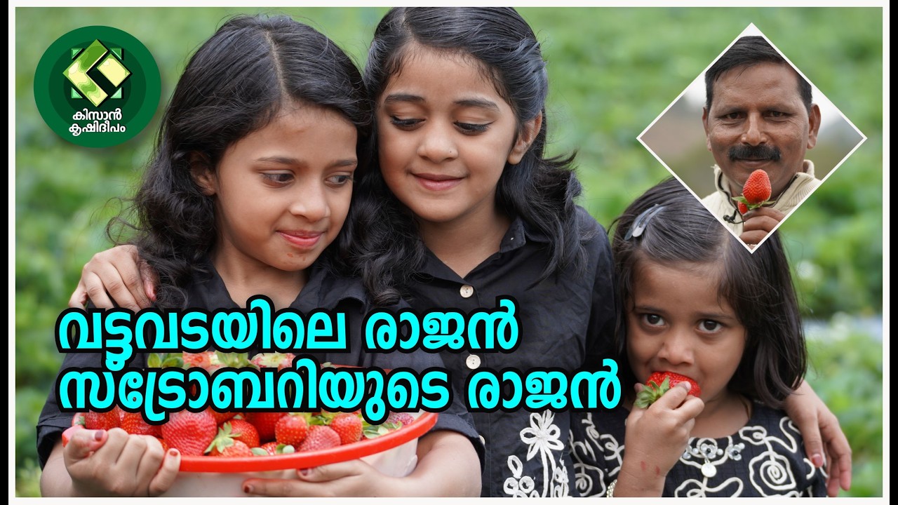 വട്ടവടയിലെ സ്‌ട്രോബറിയുടെ രാജൻ  | The king of strawberries in Vattavada
