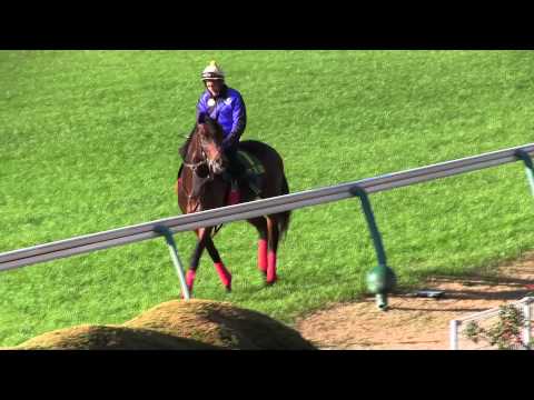 Japan Cup 2014 - Thursday Update - Up With the Birds