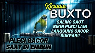 Download lagu PLECI BUXTO GACOR SAAT DI EMBUN🔥COCOK BUAT PANCINGAN PLECI LAIN mp3