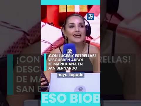 ¡Con luces y estrella! Descubren árbol de marihuana en San Bernardo