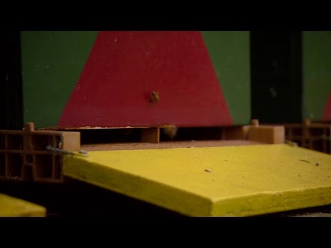 Getroffen bijenimkers Molenschot: dit speelt al veel langer