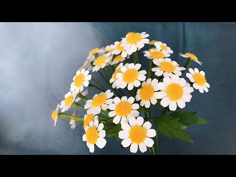 ABC TV | How To Make Roman Chamomile Paper | Flower Die Cuts - Craft Tutorial