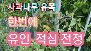 사과나무 유목 한번에 유인,적심,전정 하는방법