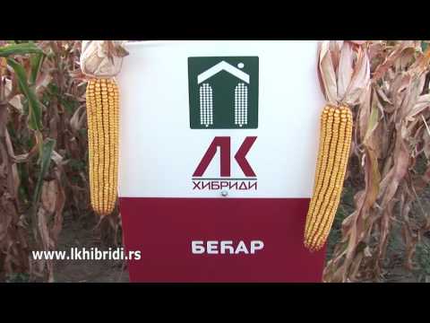 LK hibridi kukuruza Delija i Becar - U nasem ataru 673