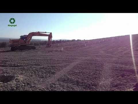 Riegogel: Olive plantation in the Municipality of Marchena in Seville
