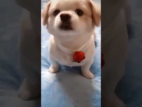 #funniest animals 2024#best funny cats and dogs #youtube #video