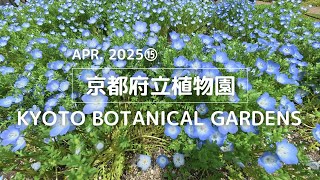 【2025年4月⑮】京都府立植物園を歩く【園内各所 見頃の草木編】| I walk around the Kyoto Botanical Gardens