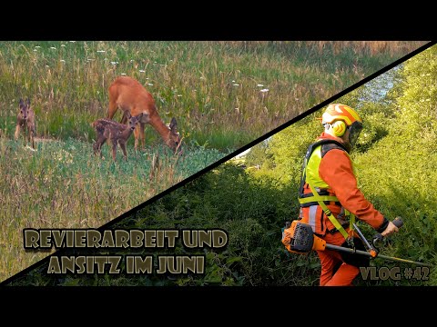 Revierarbeit und Ansitz im Juni/ RevierLeben // Vlog 42