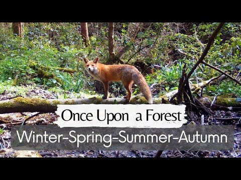 Once Upon a Forest - Best of 2022 / Winter-Spring-Summer-Autumn