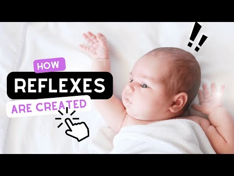 NP- Primitive Reflex Integration and Baby Reflex Creation