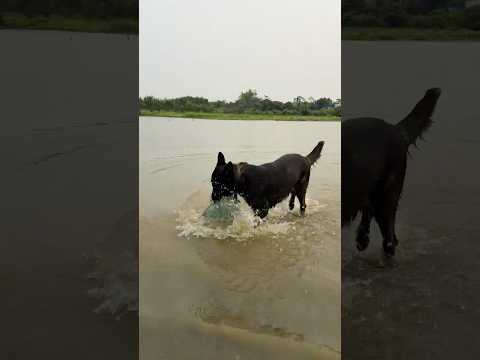 Crying Baby’s Teddy Bear Thrown into the Lake – Hero Dog Jumps In to Save It#lovedog #dogs #pets