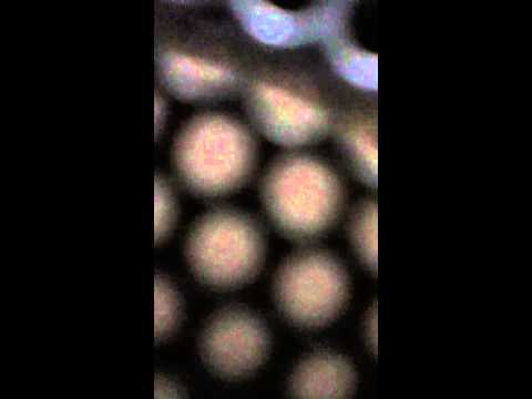 Anti-fried chicken song