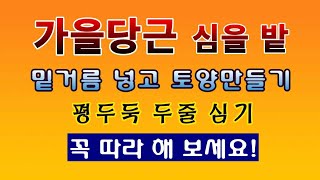 [텃밭농부 1,625]  가을당근 심을 밭에 밑거름 넣고 토양만들기. 평두둑에 2줄심기. #당근파종.