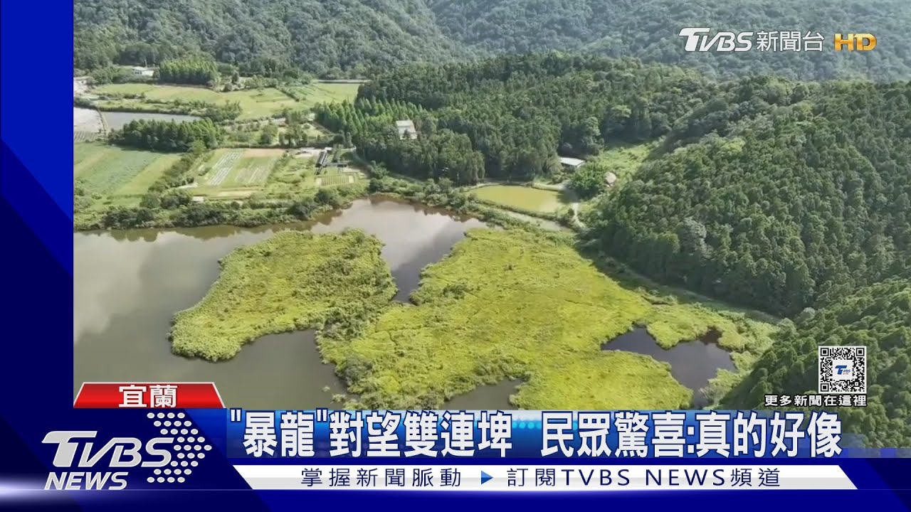 國家級濕地驚見「暴龍」相望!空拍影像曝