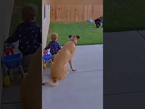 HEROES  AI#dogs #funny #shortvideo#ai AI VIDEO #aivideo