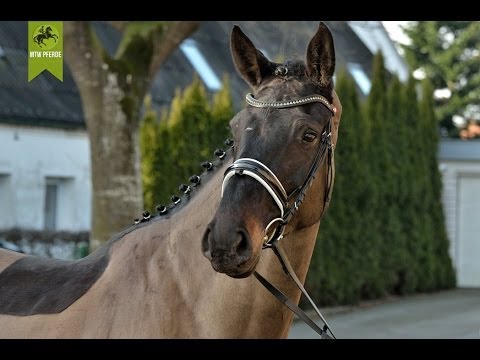 Diarados First Lady by Stallion Diarado