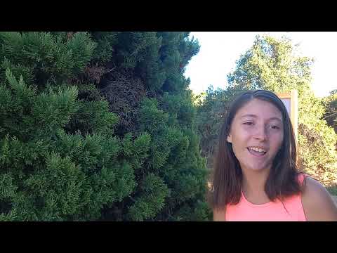 Acelen Dance Songs: In Bulgarian - Galabina