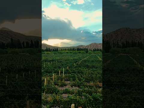Vista aerea del viñedo en Calingasta, San Juan!!!
