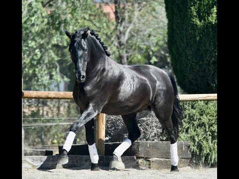 VAMOS DE SUSAETA - SIRED BY POETA DE SUSAETA - ANDALUSIAN COLT - YEGUADA SUSAETA
