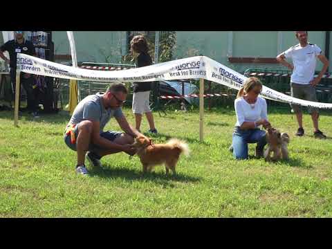 Pieve di Palazzo Pignano, expo cinofila amatoriale 2018